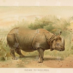 INDIAN RHINOCEROS - Vintage Coloured Natural History Print