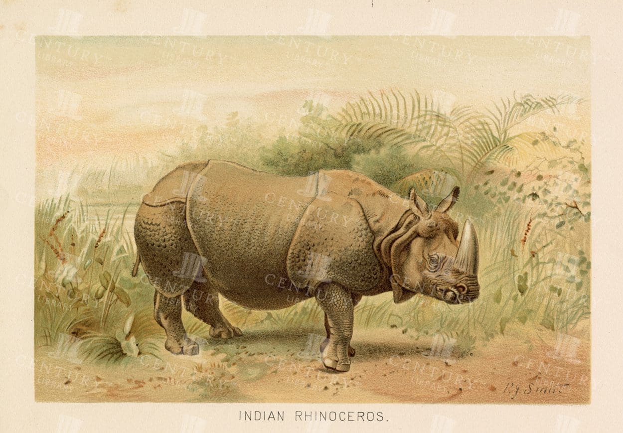 INDIAN RHINOCEROS - Vintage Coloured Natural History Print