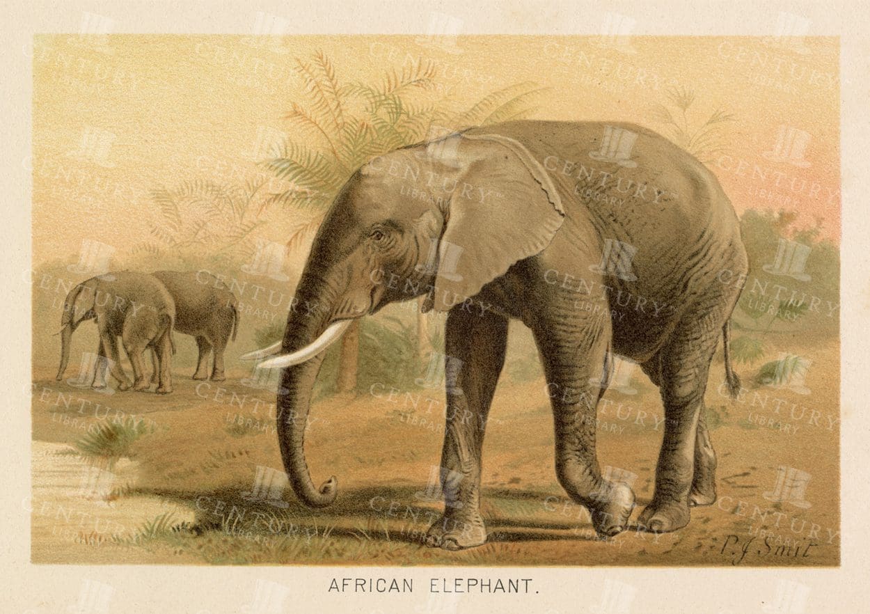 AFRICAN ELEPHANT - Vintage Coloured Natural History Print