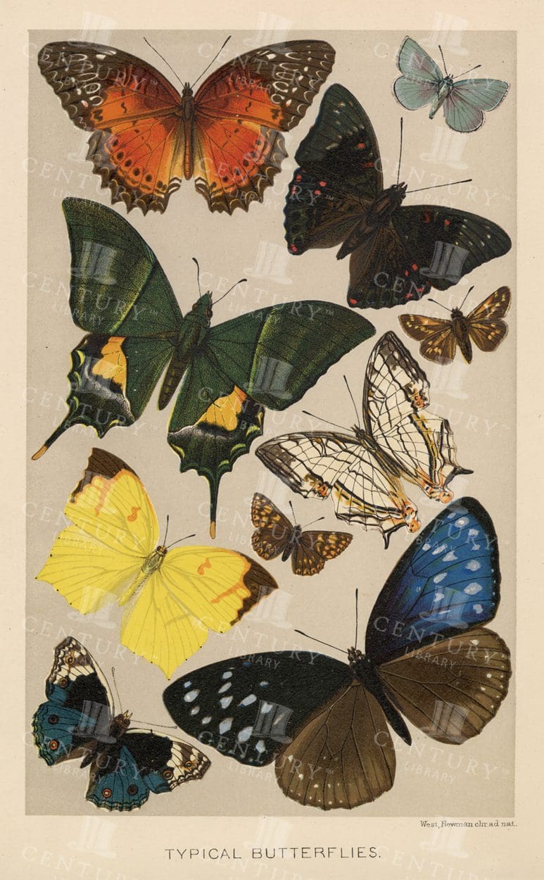 VINTAGE Natural History Coloured Print - Typical Butterflies