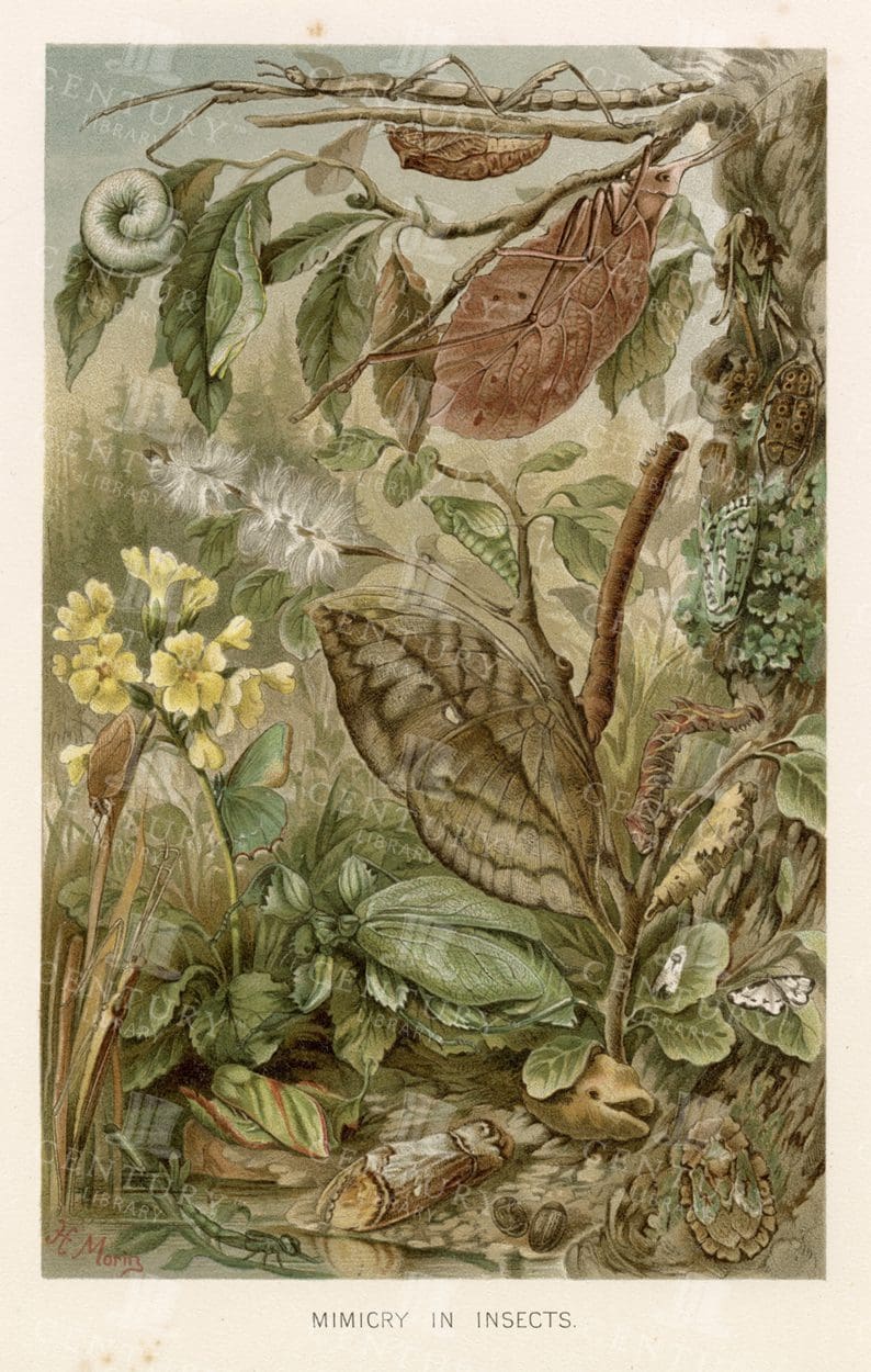 VINTAGE Natural History Coloured Print - Mimicry in Insects