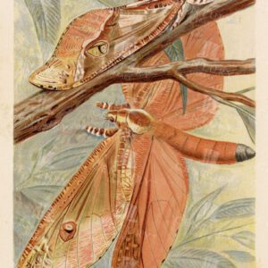 GIANT SWIFT MOTH - Vintage Natural History Coloured Print