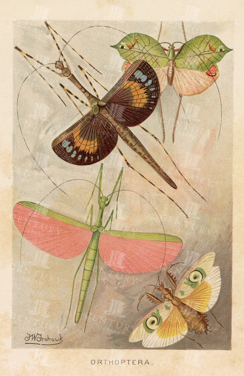 ORTHOPTERA - Colour Vintage Natural History Print