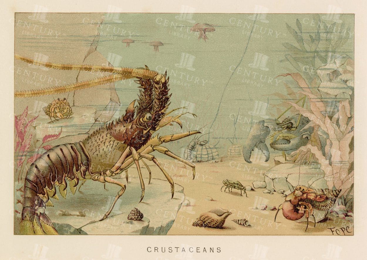 CRUSTACEANS - Natural History Coloured Print - Vintage 1904