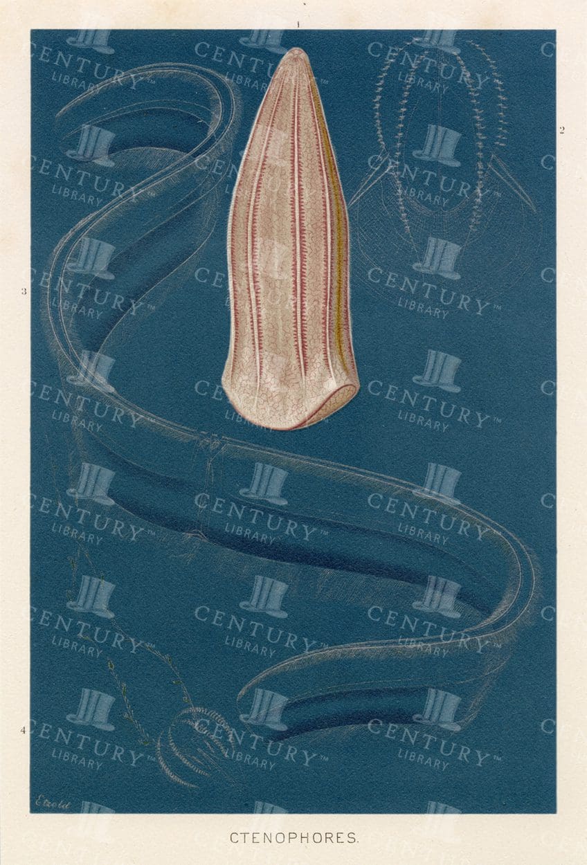 CTENOPHORES - Vintage Natural History Print