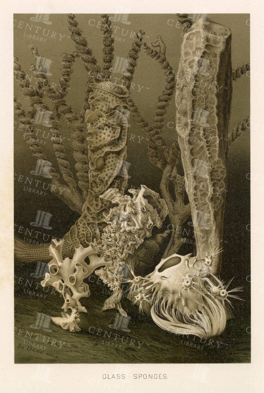 1904 Vintage Natural History Print - Glass Sponges