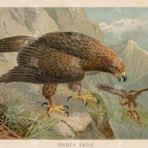 GOLDEN EAGLE - Vintage Coloured Natural History Print