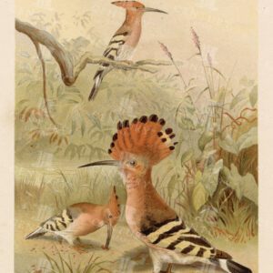 HOOPOES  - Vintage Colour Natural History Print - 1904