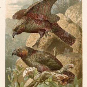KAKA PARROTS - Vintage Natural History Print - 1904