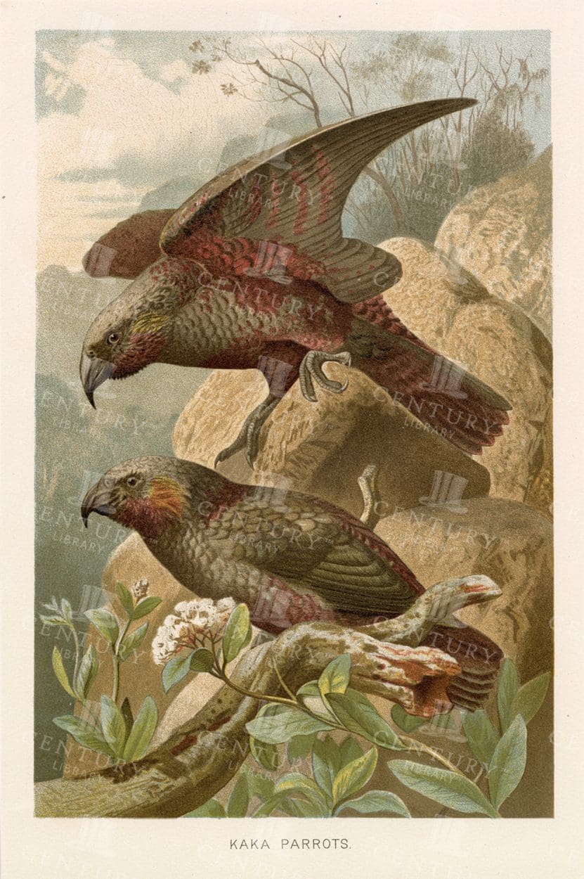KAKA PARROTS - Vintage Natural History Print - 1904