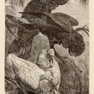 VINTAGE 1904 Print - Banksian and Slender-Billed Cockatoos