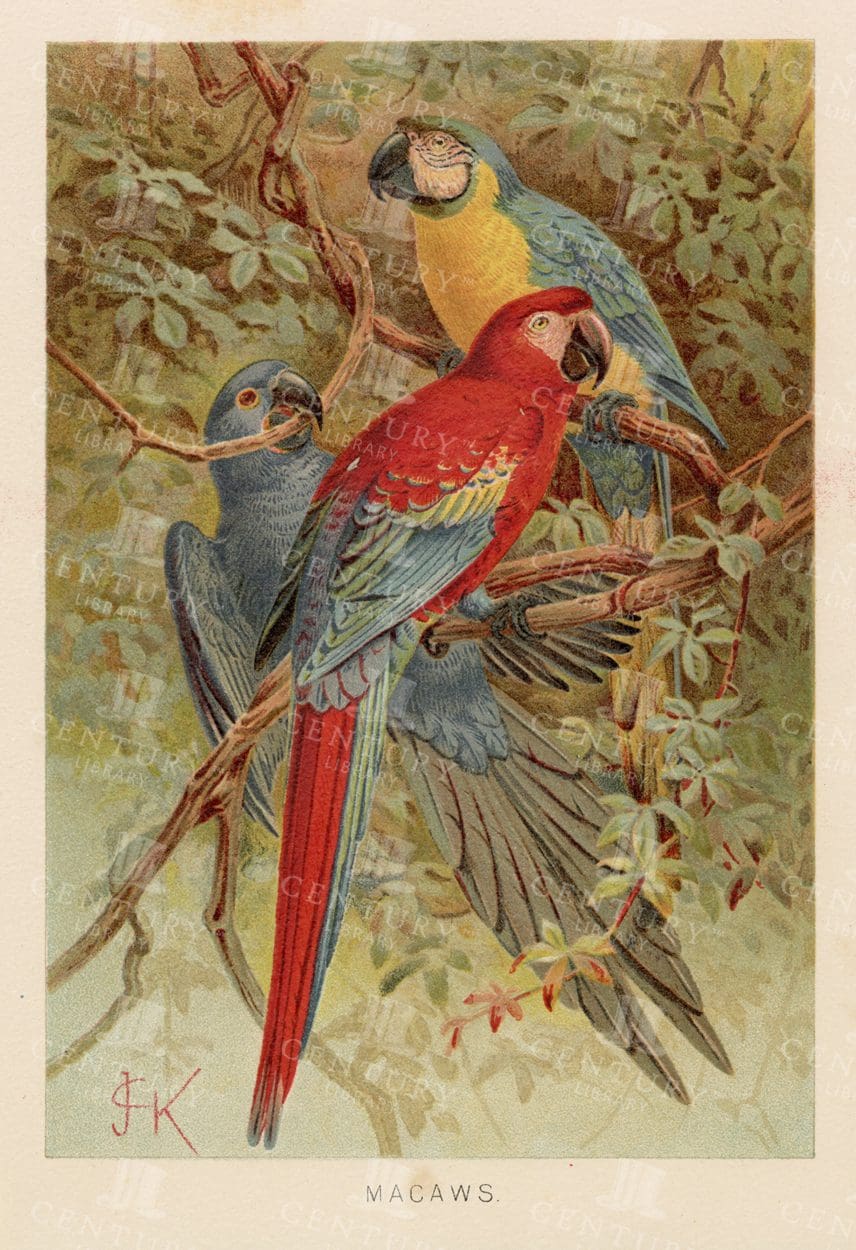 MACAWS - Beautiful Colour Vintage Natural History Print - 1904
