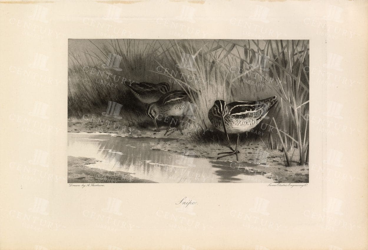 STUNNING Hand Drawn 1897 Antique Nature Print - Snipe