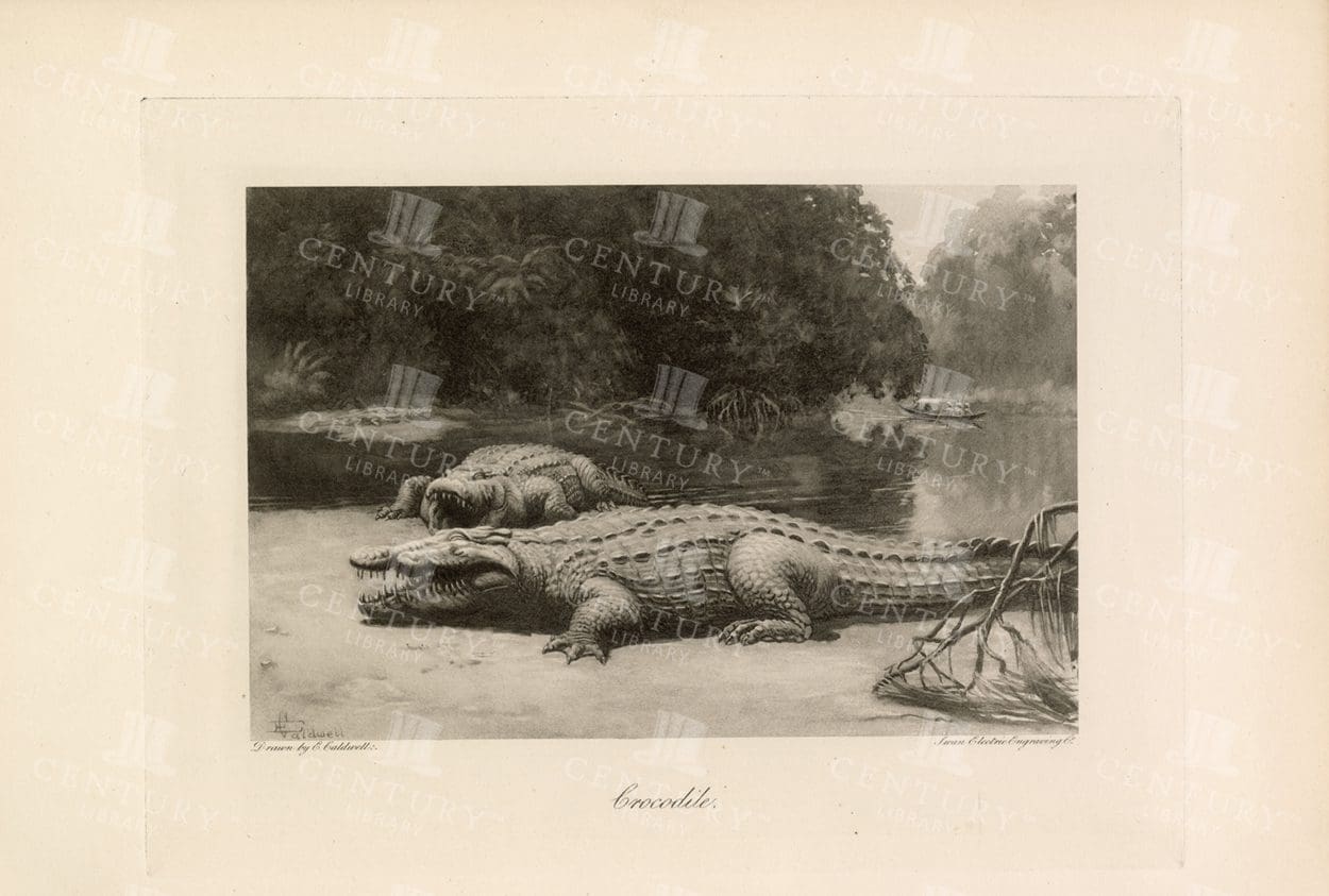 CROCODILE - Vintage Hand Drawn Nature Print - 1897