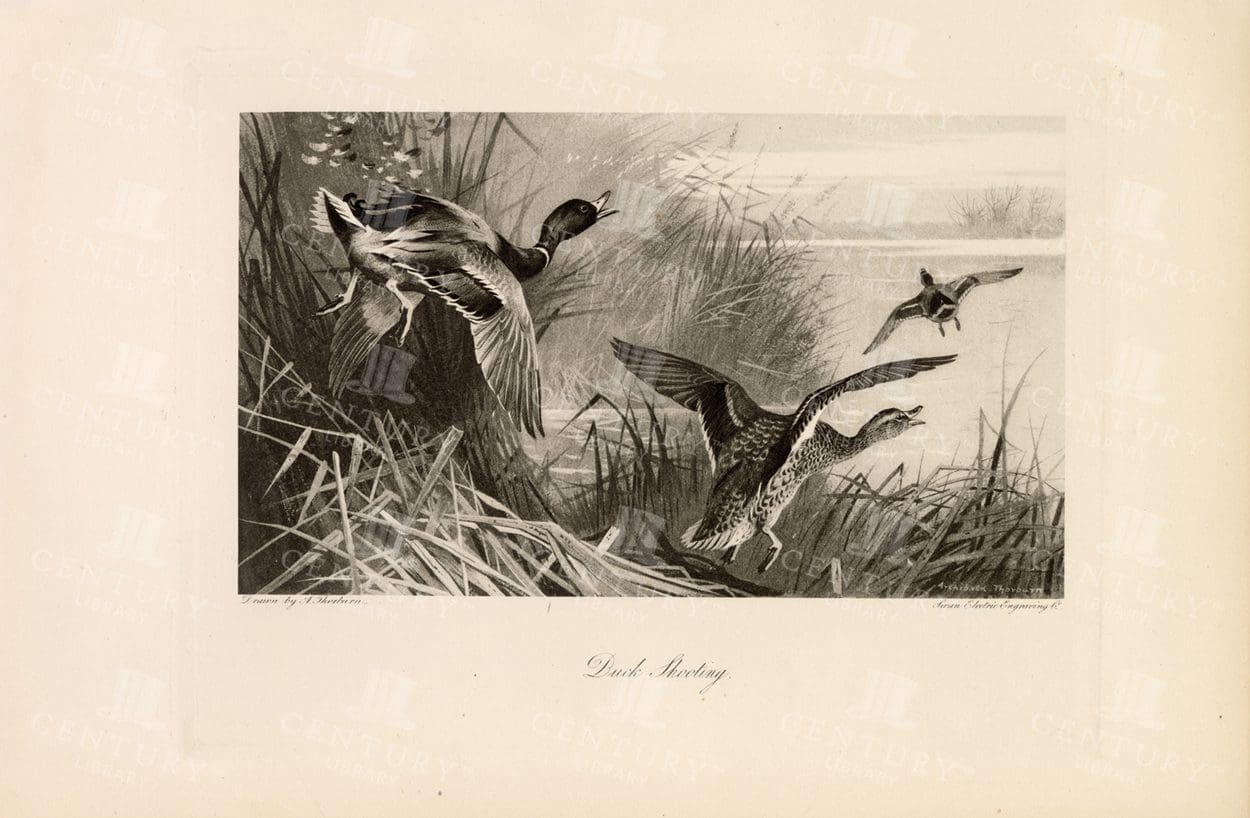 DUCK Shooting - Vintage Sporting Print - 1897