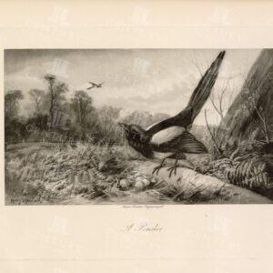 ANTIQUE Hand Drawn Nature Print - A Poacher - 1897