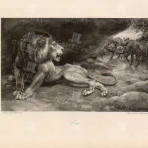 VINTAGE Hand Drawn Nature Print  - Lion - Antique 1897