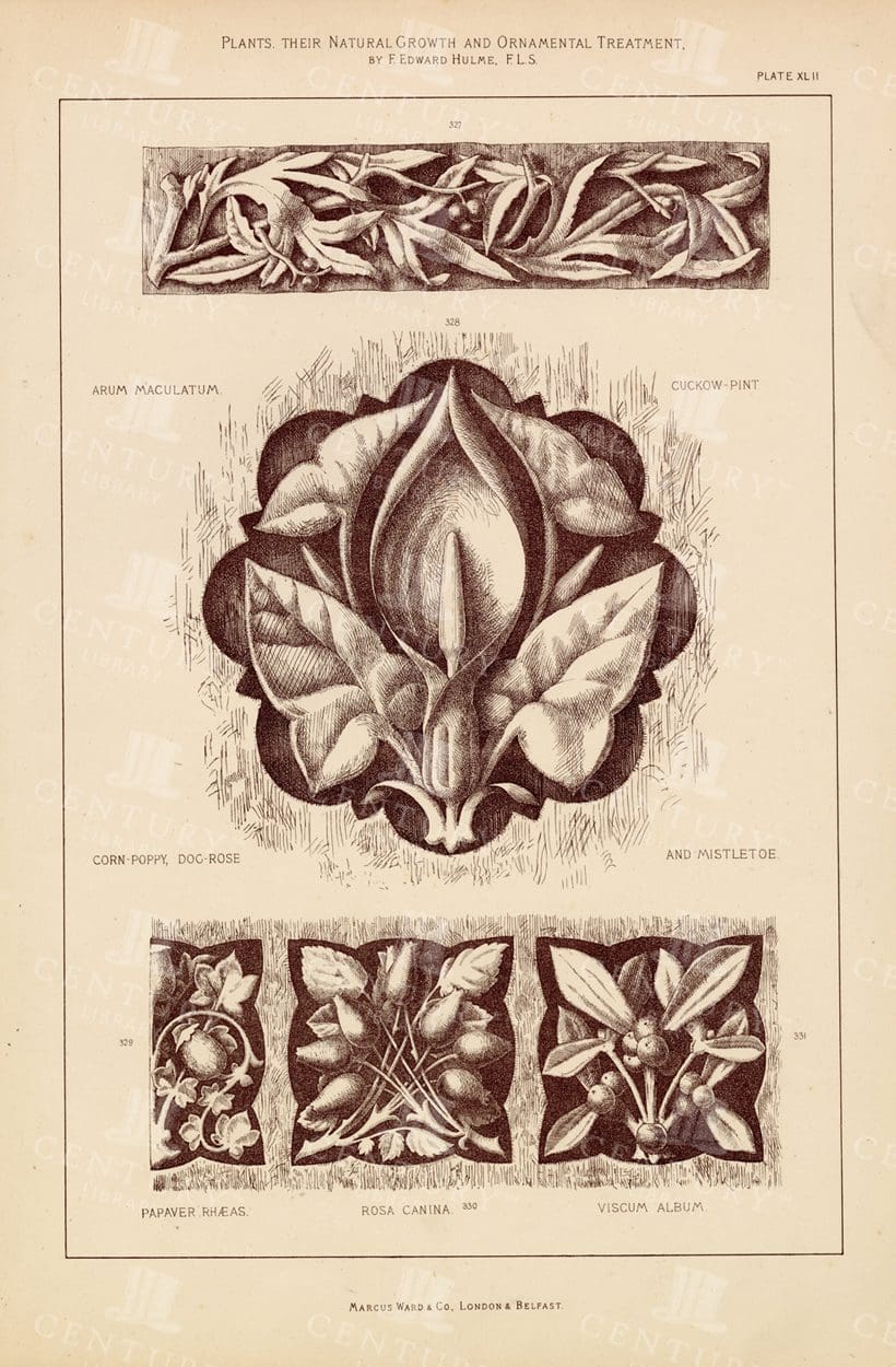 ANTIQUE Ornamental Botanical Print - Corn Poppy, Dog Rose & Mistletoe