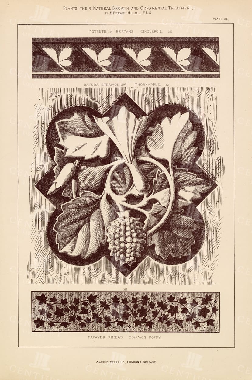 STUNNING Vintage Decorative Botanical Print - Common Poppy