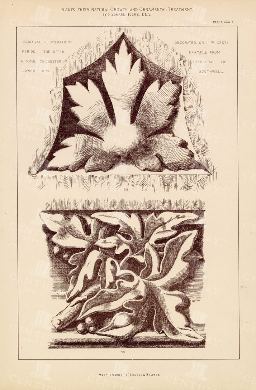 BOTANICAL Decorative Print - VINTAGE 1874
