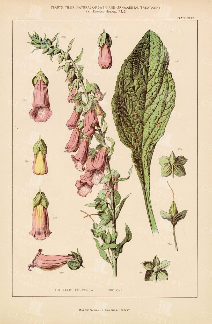 VINTAGE Botanical Print of Digitalis Purpurea -Foxglove