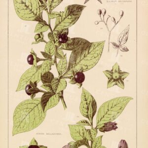 DEADLY NIGHTSHADE - Vintage Botanical Print - 1874