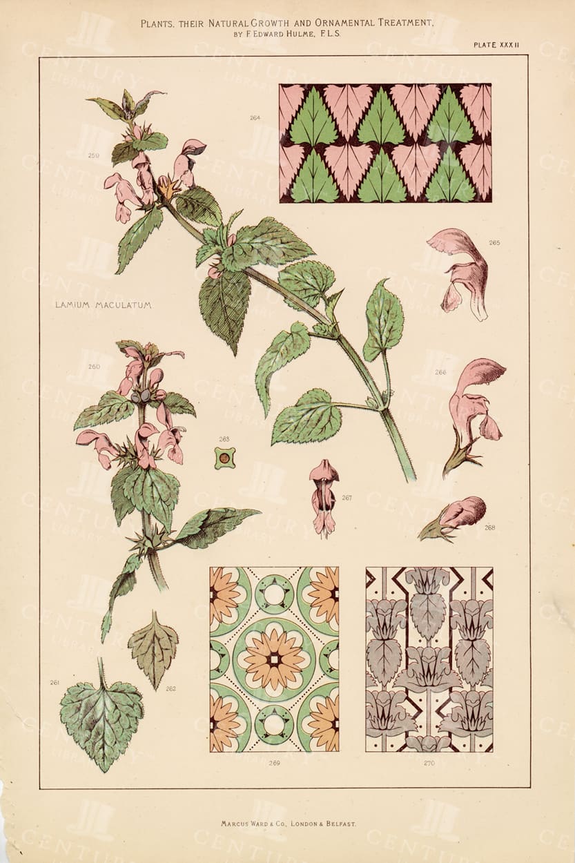 VINTAGE Ornamental Botanical Print - F. Edward Hulme 1874