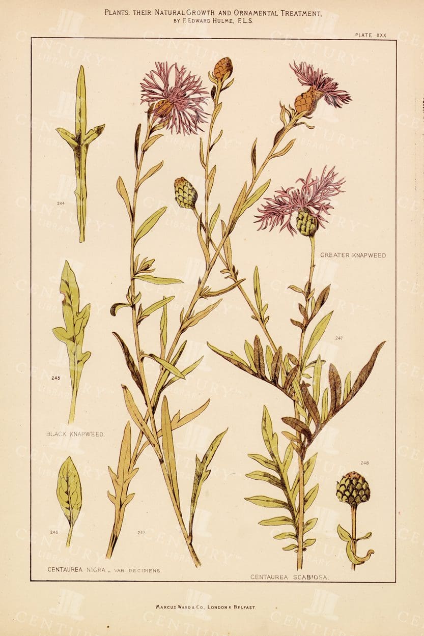 KNAPWEED Vintage Botanical Print - Antique 1874