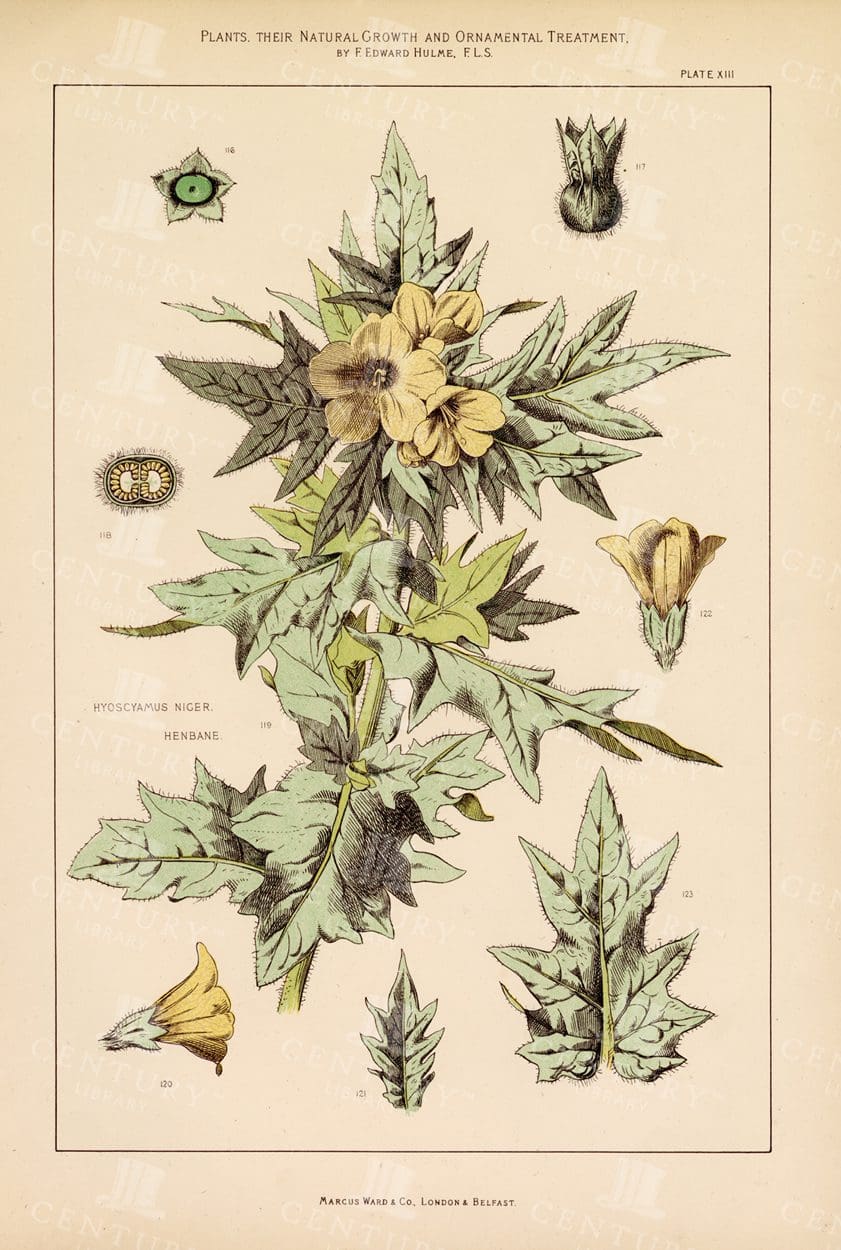 1874 Vintage Botanical Print - Hyoscyamus Niger - Henbane