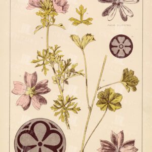 1874 Vintage Botanical Print - Malva Moschata - Musk Mallow