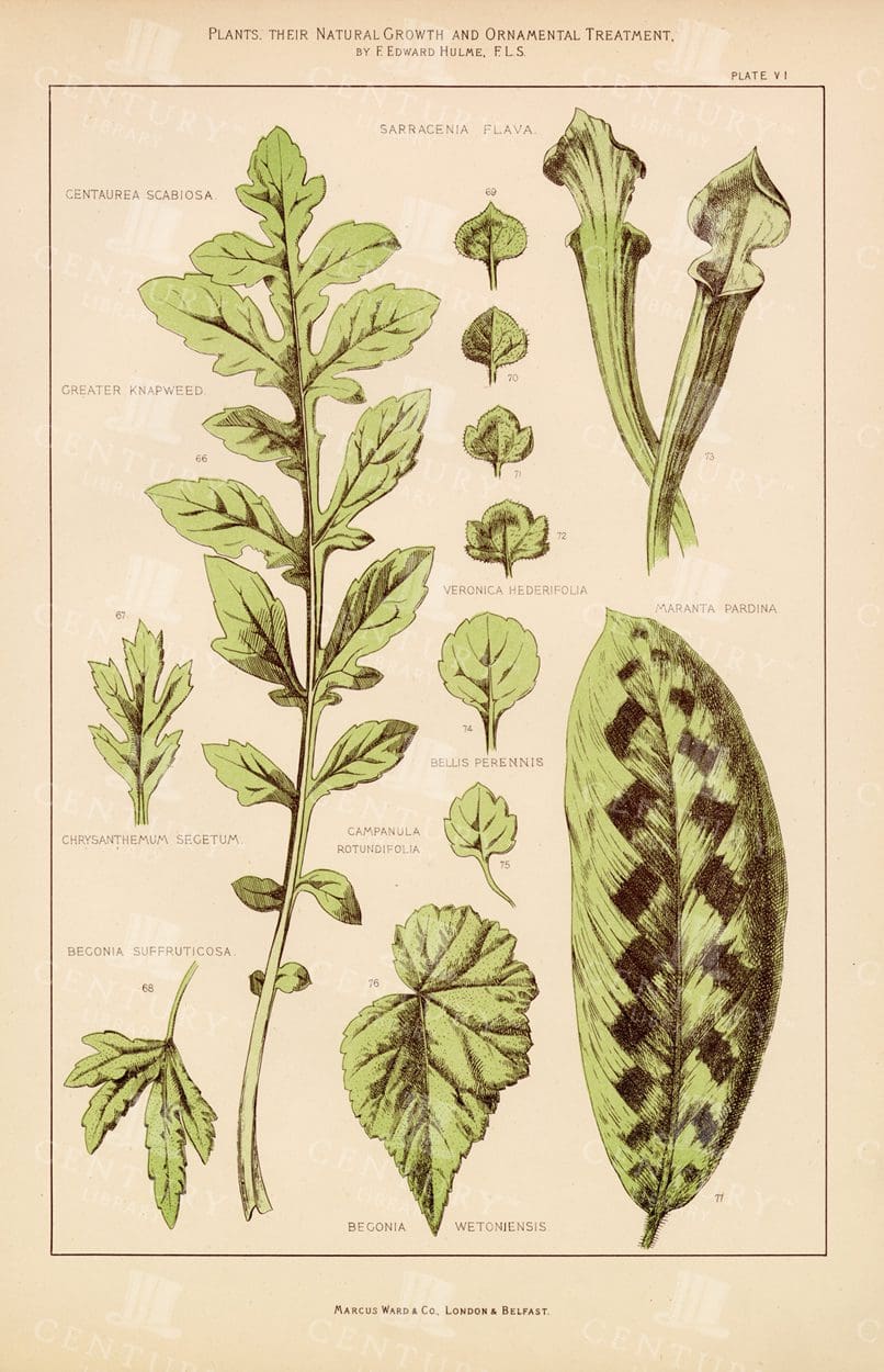 VINTAGE Botany Print Showing Various Leaves - Antique 1874