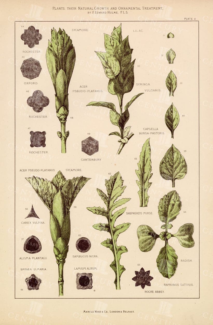 PLANTS their Natural Growth and Ornamental Treatment Vintage Print