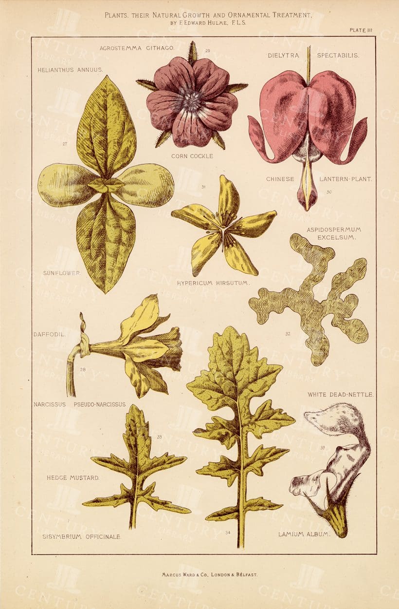 ANTIQUE Botanical 1874 Print - Various Plants and Flowers