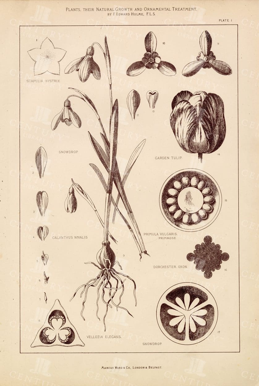 VINTAGE Botanical Print - Section of a Snowdrop Stem