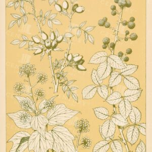 VINTAGE Botanical Print - Leaves From Nature No 6 - Antique 1865