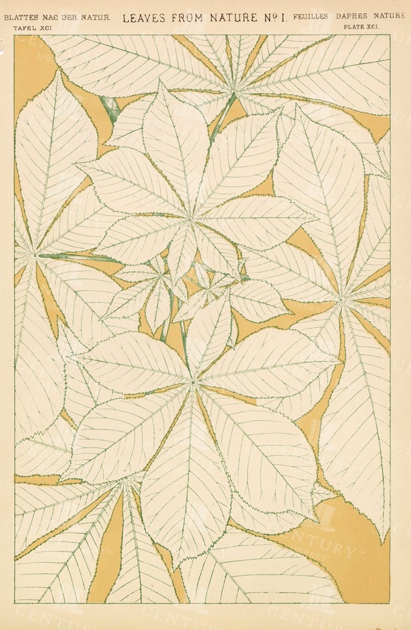VINTAGE Botanical Print - Leaves From nature No1 - Antique 1865
