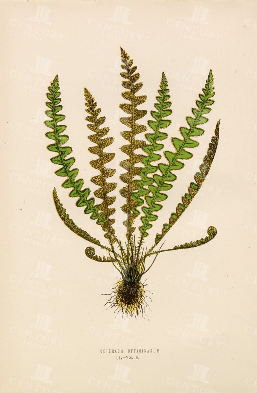 VINTAGE Original Fern Print - Edward Lowe - Plate LIV