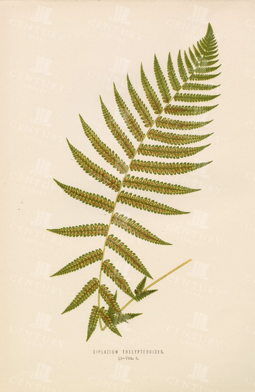 ANTIQUE Botanical Fern  Print - Diplazium Thelypteroides