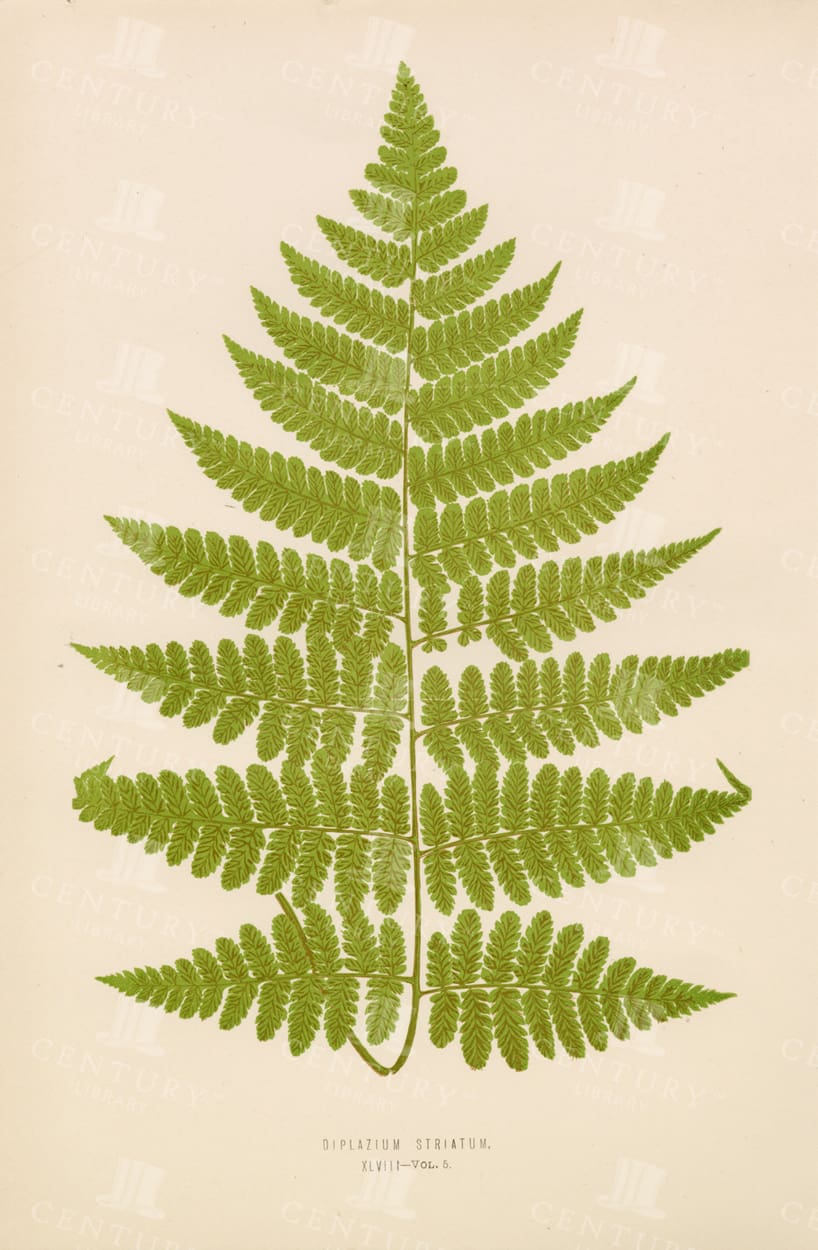 ORIGINAL Edward Lowe Vintage Fern Illustration - Plate XLVIII