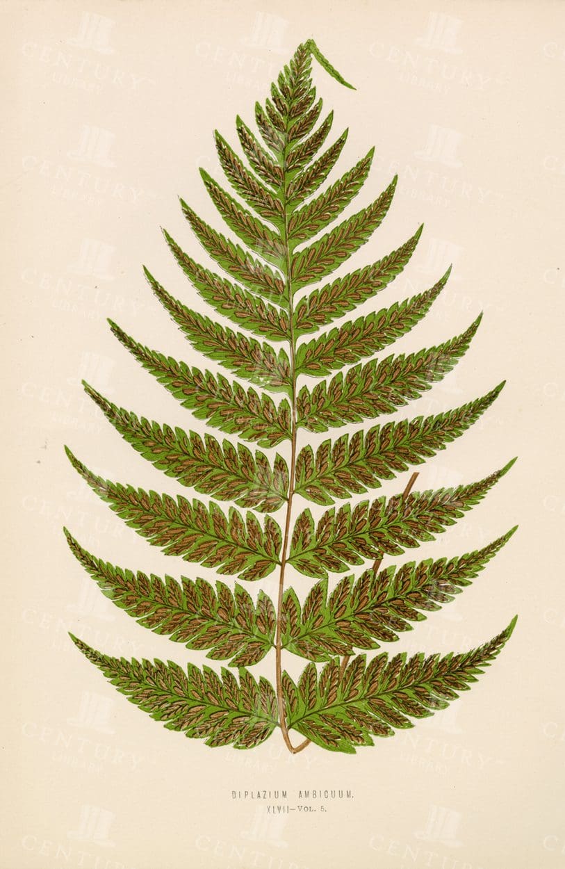 ANTIQUE Fern Print- Diplazium Ambicuum - Edward Lowe 1856