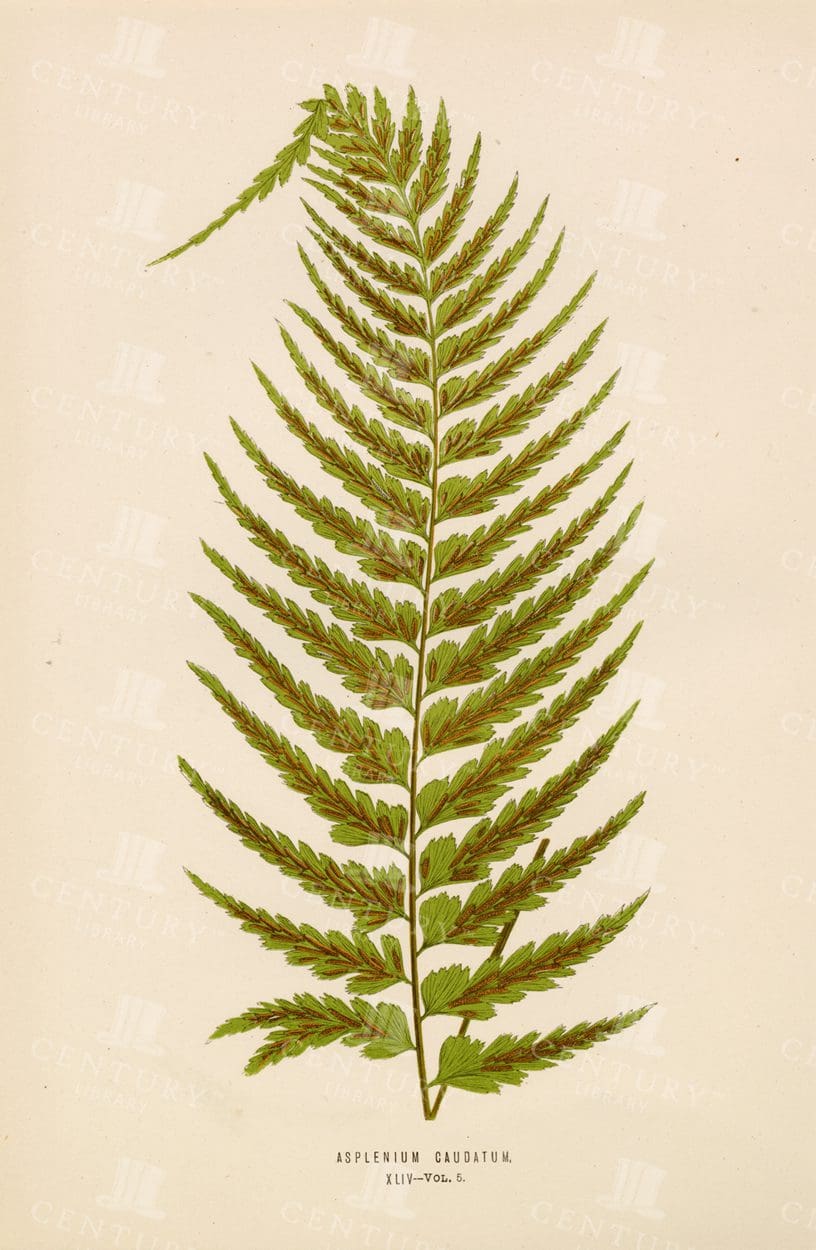 ASPLENIUM CAUDATUM - Vintage Fern Print - Edward Lowe