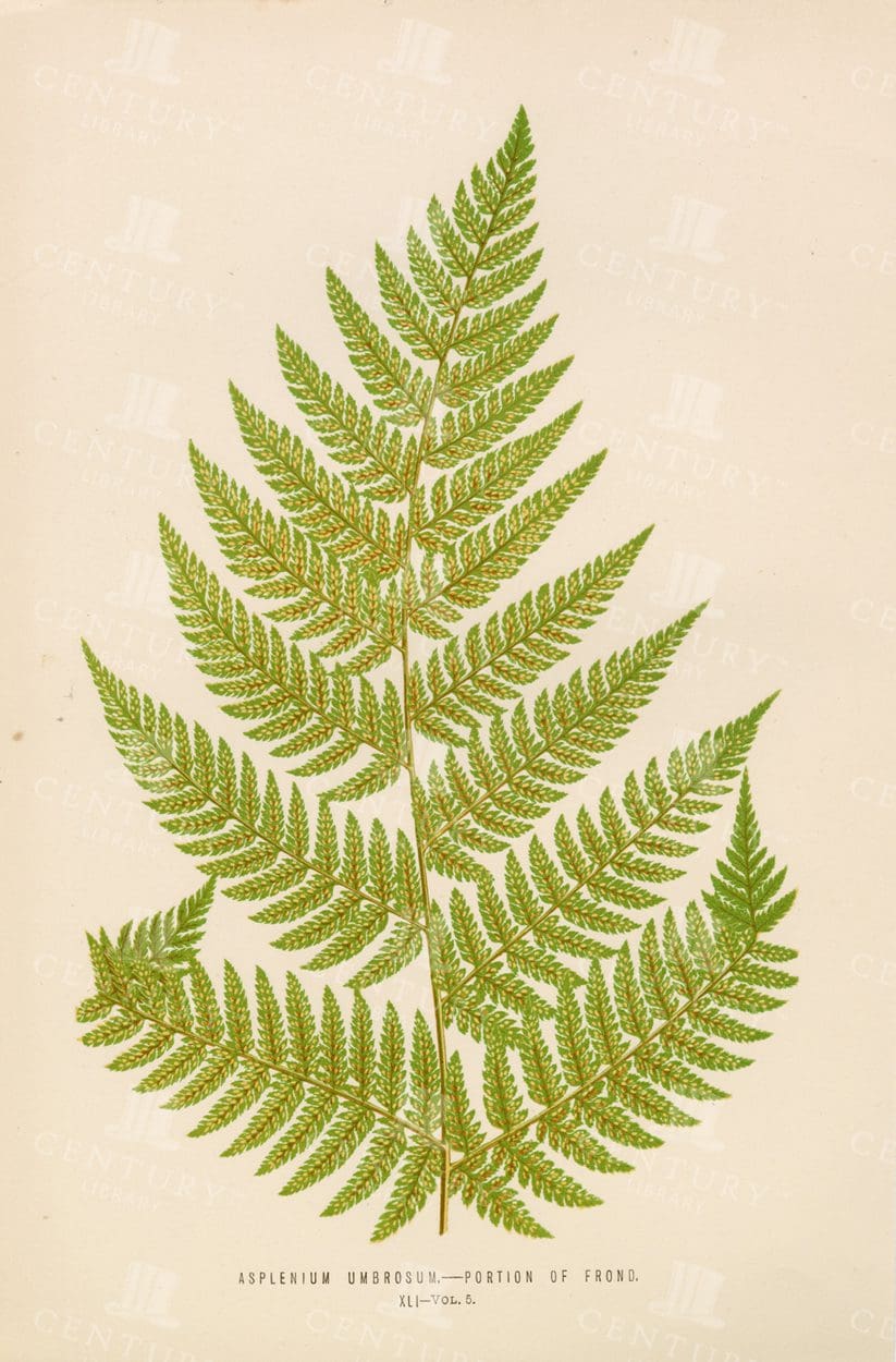 VINTAGE Fern Illustration - Portion of Frond - E. J. Lowe - Plate XLI