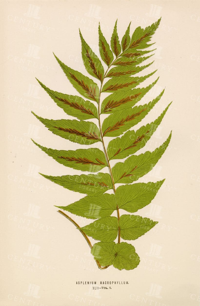 ASPLENIUM MACROPHYLLUM - Vintage Fern Print - Edward Lowe