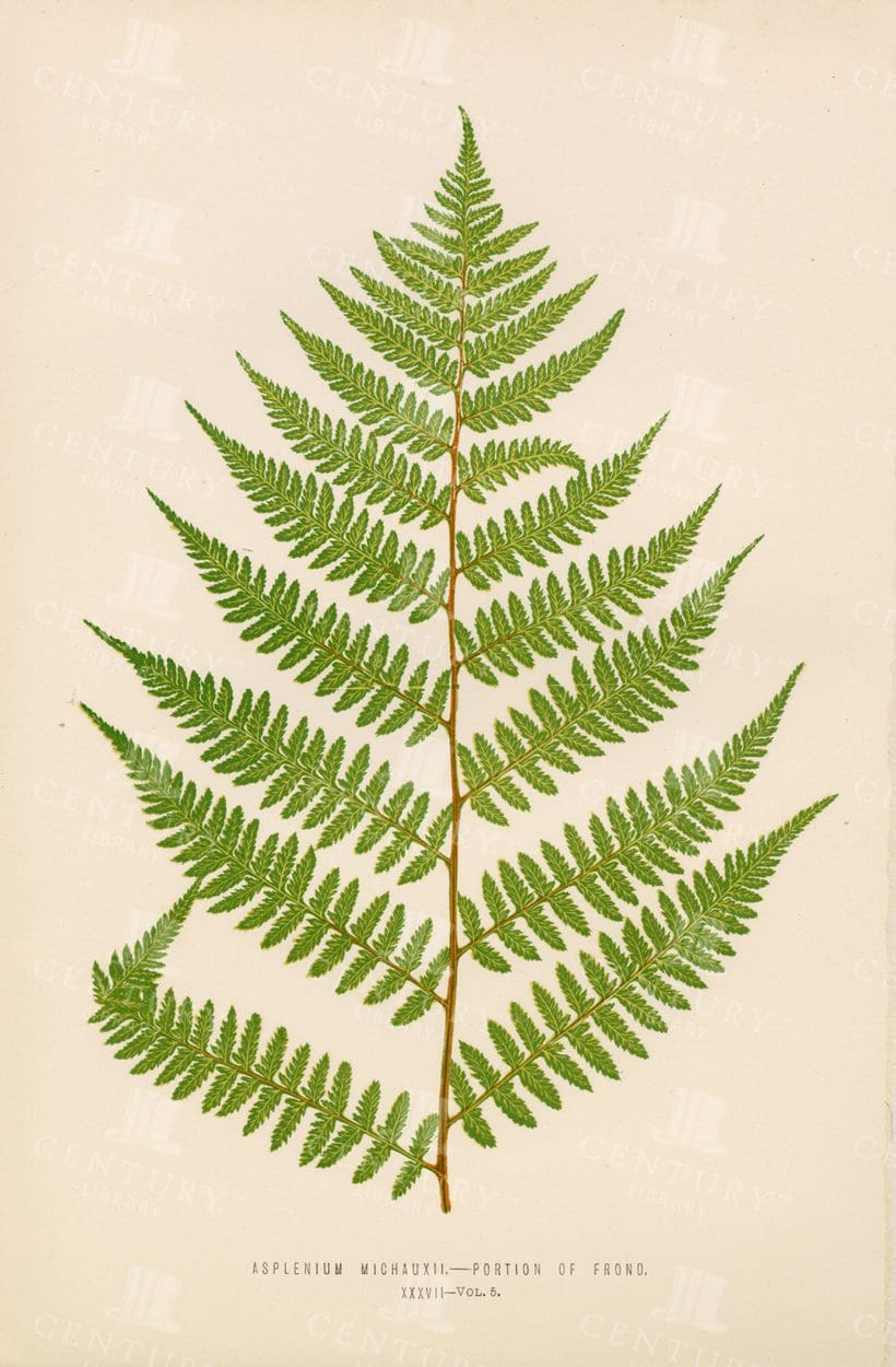 VINTAGE Fern Illustration - Portion of Frond - E. J. Lowe - Plate XXXVII