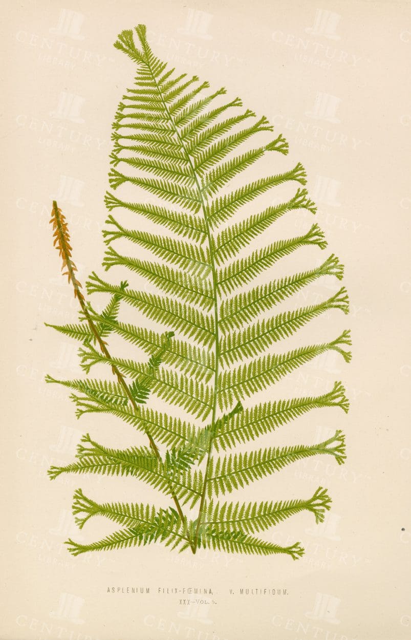 ANTIQUE Fern Illustration  - Plate XXX - Original Edward Lowe Print