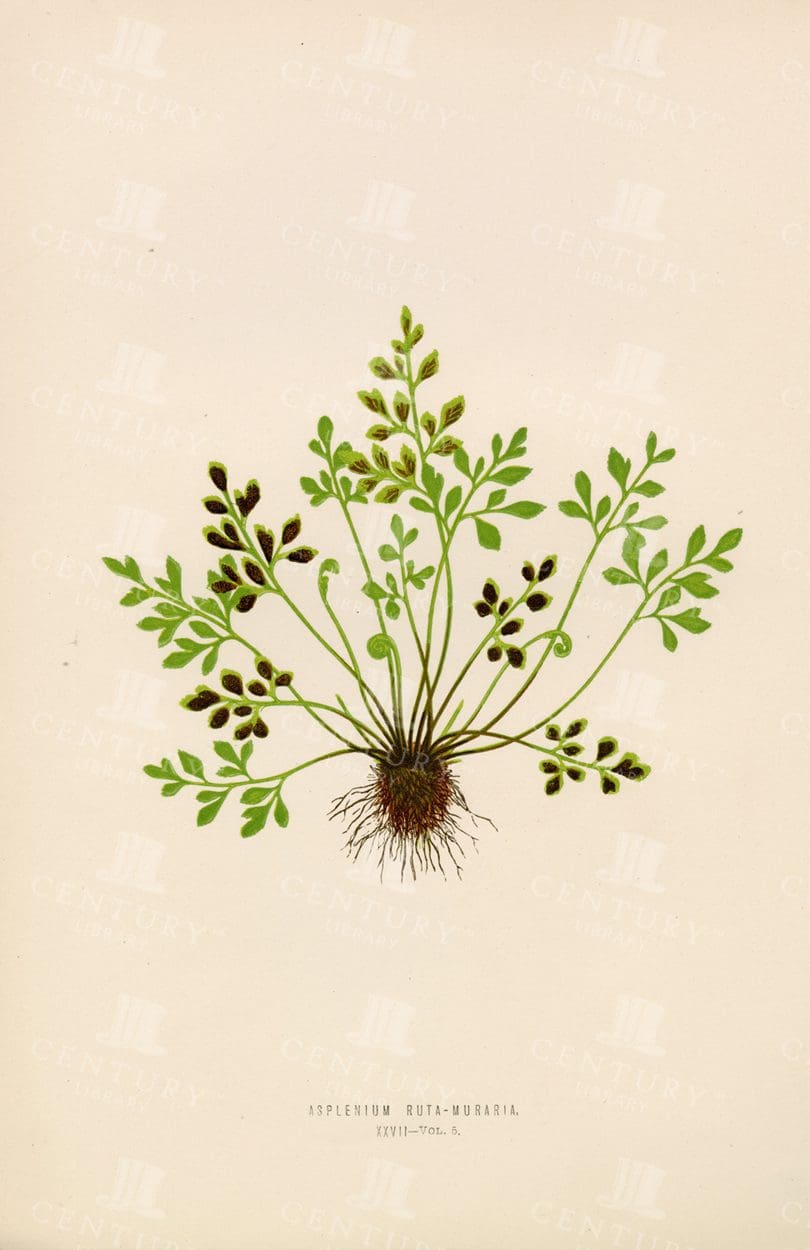 ASPLENIUM Ruta-Muraria -Original Edward Lowe Vintage Print