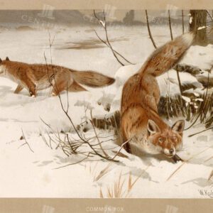 STUNNING Colour Common Fox Print - 1904 Vintage Print