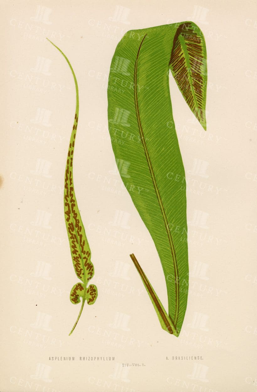 ANTIQUE Original Fern Illustration - Edward Lowe - Plate XIV