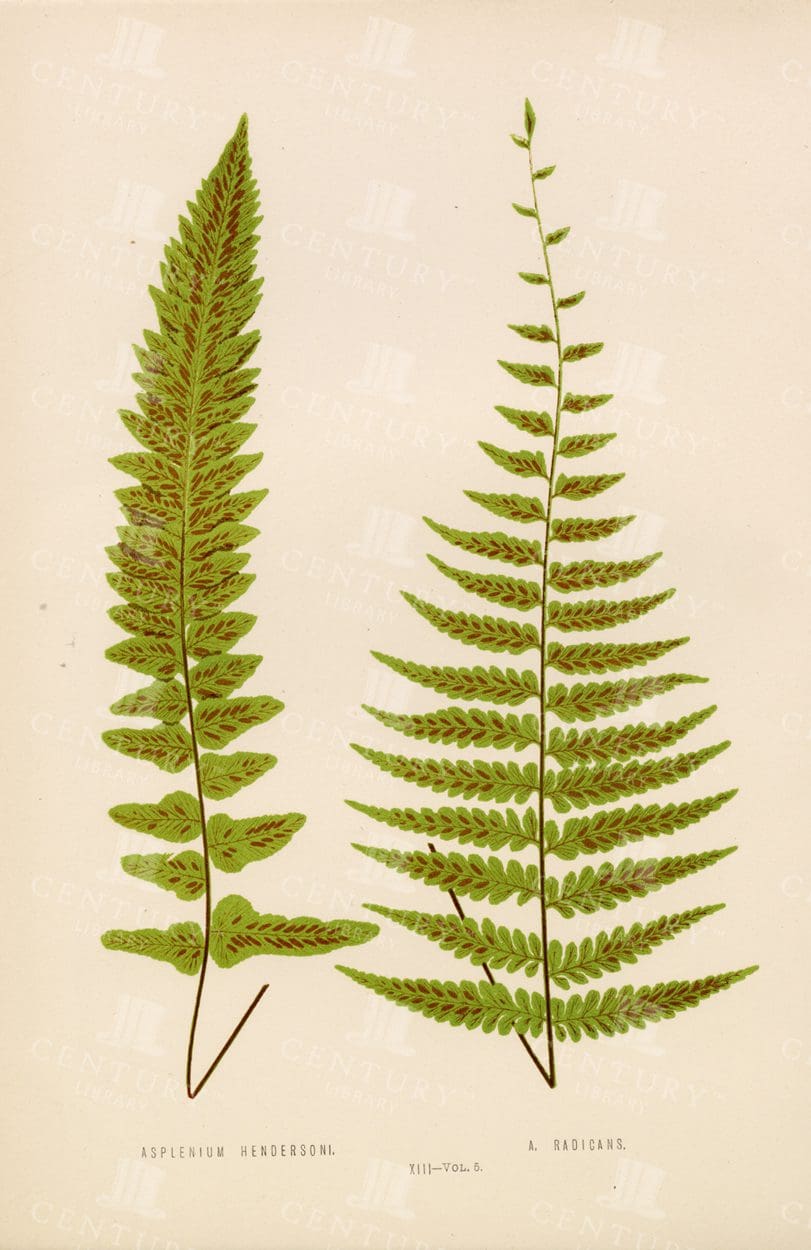 VINTAGE Edward Lowe Original Fern Illustration - Plate XIII