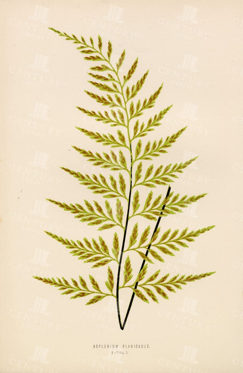 ASPLENIUM Planicaule - Vintage Fern Print - Edward Lowe